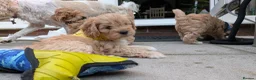 Cavapoo dogs for sale: Cavapoo puppies for sale - Advert 17