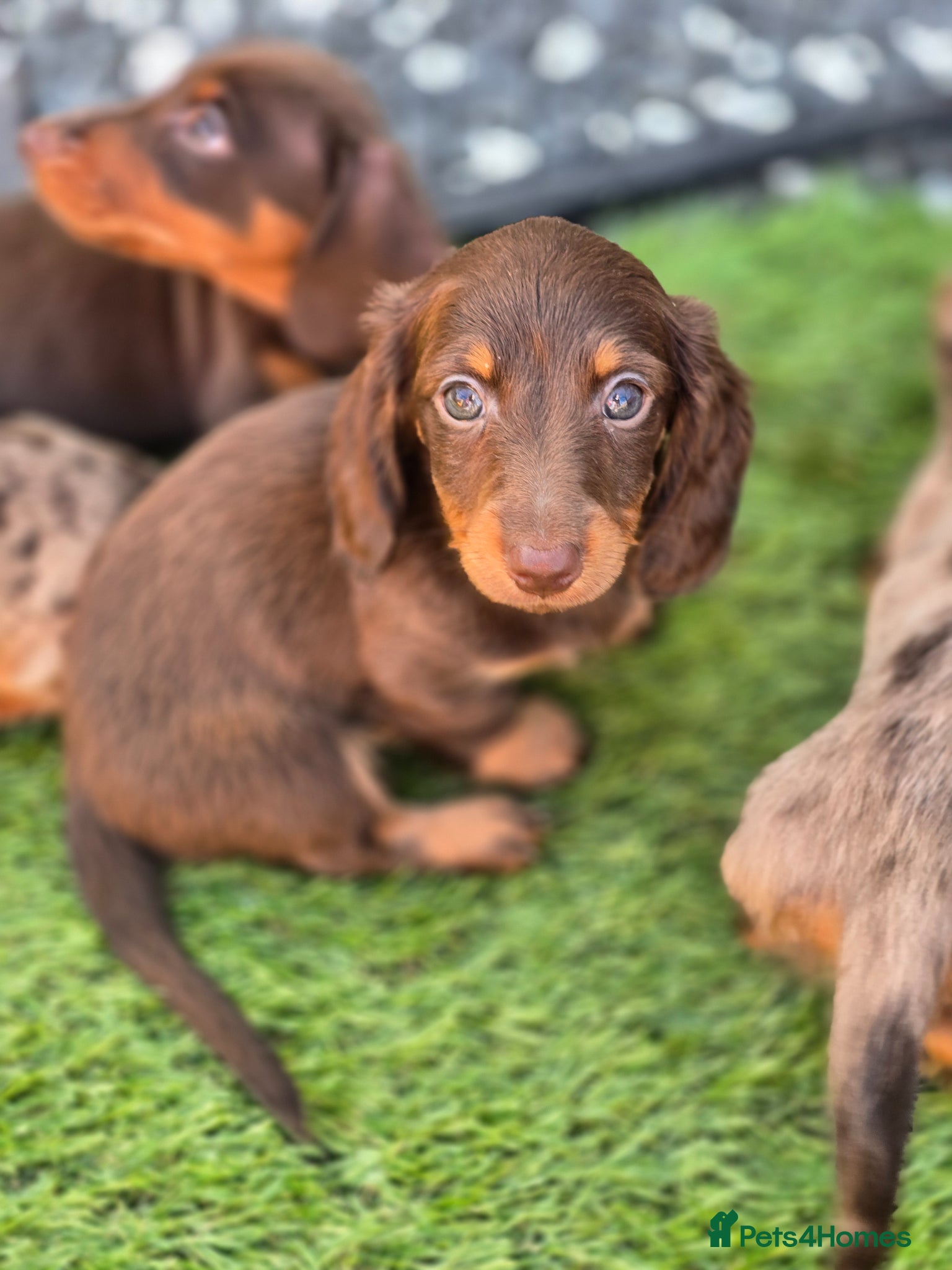 Miniature Dachshund dogs KC registered miniature dachshund - Advert 2