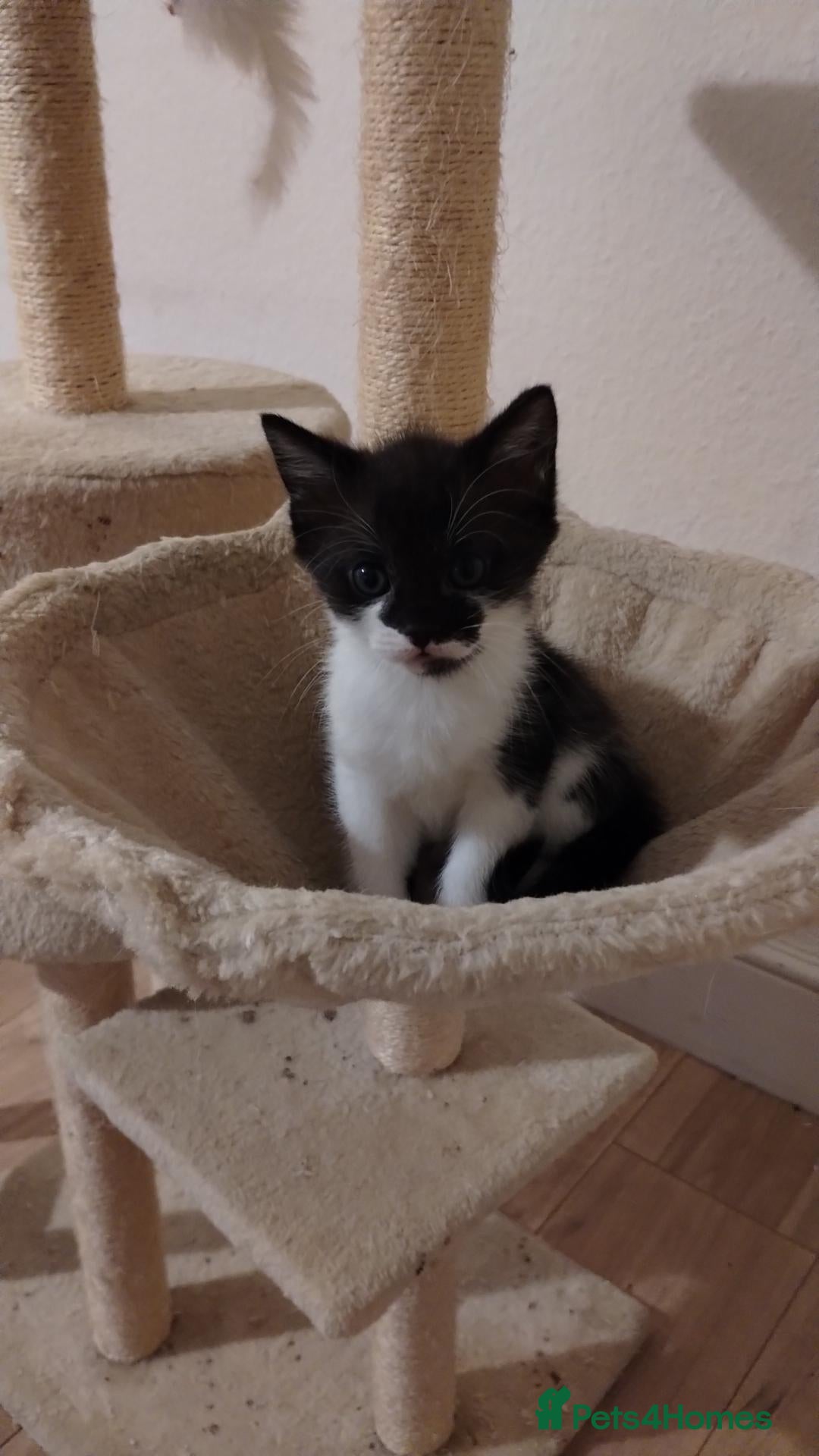 Mixed Breed cats for sale: Very pretty kittens looking for loving homes. - Advert 2
