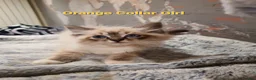 Ragdoll cats for sale: Stunning GCCF Registered Ragdoll Kittens. - Advert 16