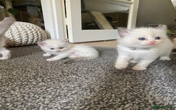 Ragdoll cats for sale: GCCF Seal point and bi colour Ragdoll Kittens - Image 23