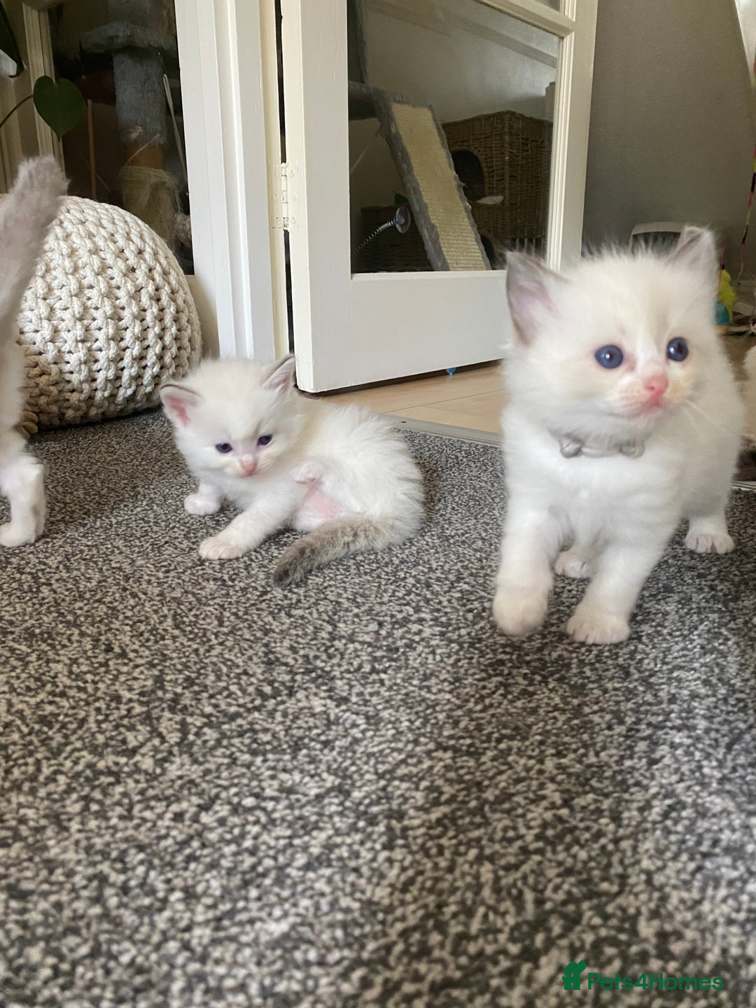 Ragdoll cats for sale: GCCF Seal point and bi colour Ragdoll Kittens - Image 23