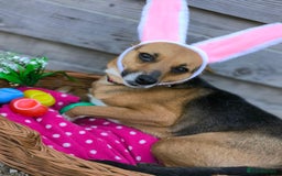 Mixed Breed dogs for adoption: 💖🐶 BARBIE 🐶💖 - Image 15