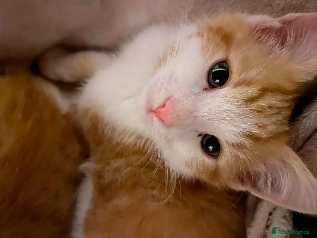 Mixed Breed cats for sale: 2 male ginger tabby kittens - Advert 3