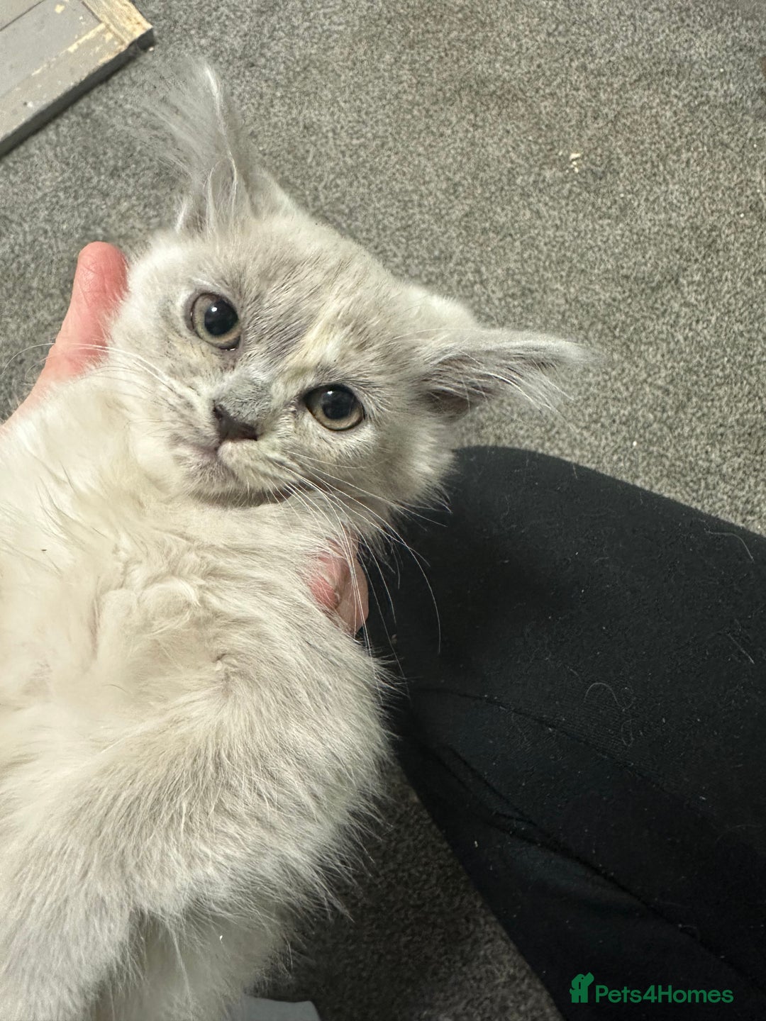 Asian cats for sale: GCCF pedigree Asian kittens  - Advert 9