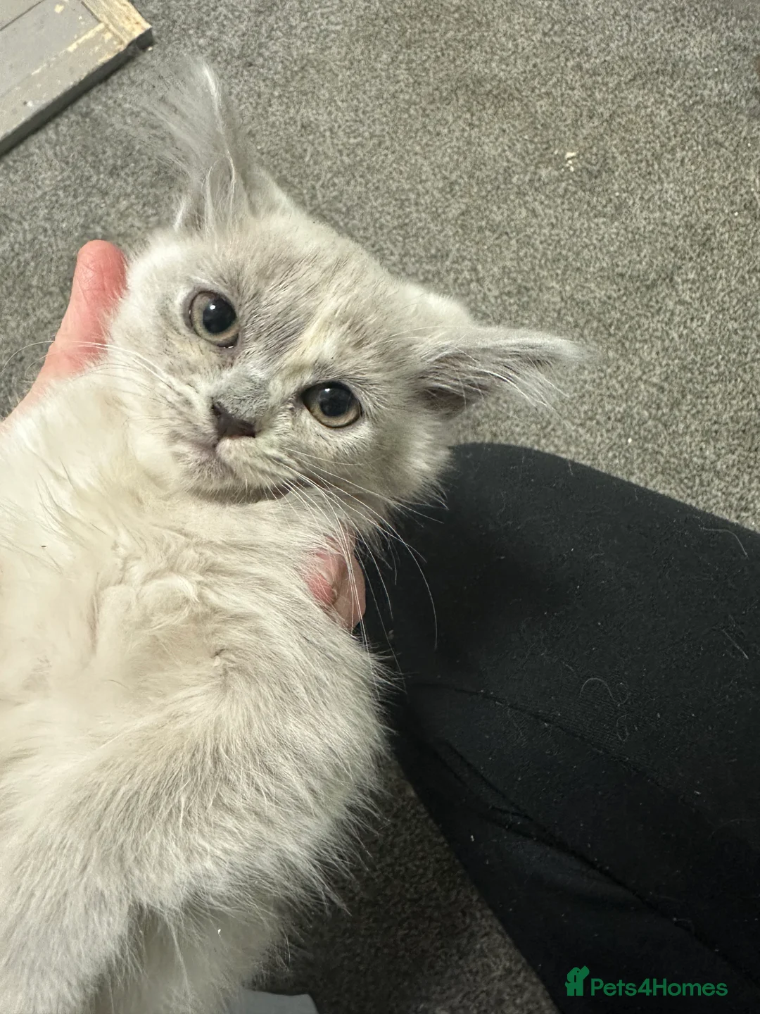 Asian cats for sale: GCCF pedigree Asian kittens  - Advert 5