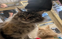 Maine Coon cats for sale: Stunning American Maine coons  - Image 9