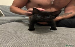 Mixed Breed cats for sale: Three playful kittens in search of forever home. - Image 21