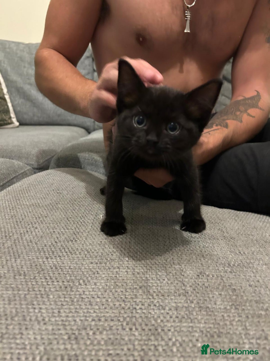 Mixed Breed cats for sale: Three playful kittens in search of forever home. - Image 21