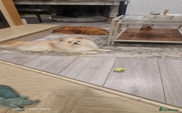 Pomeranian dogs for sale: pomerian  - Advert 2