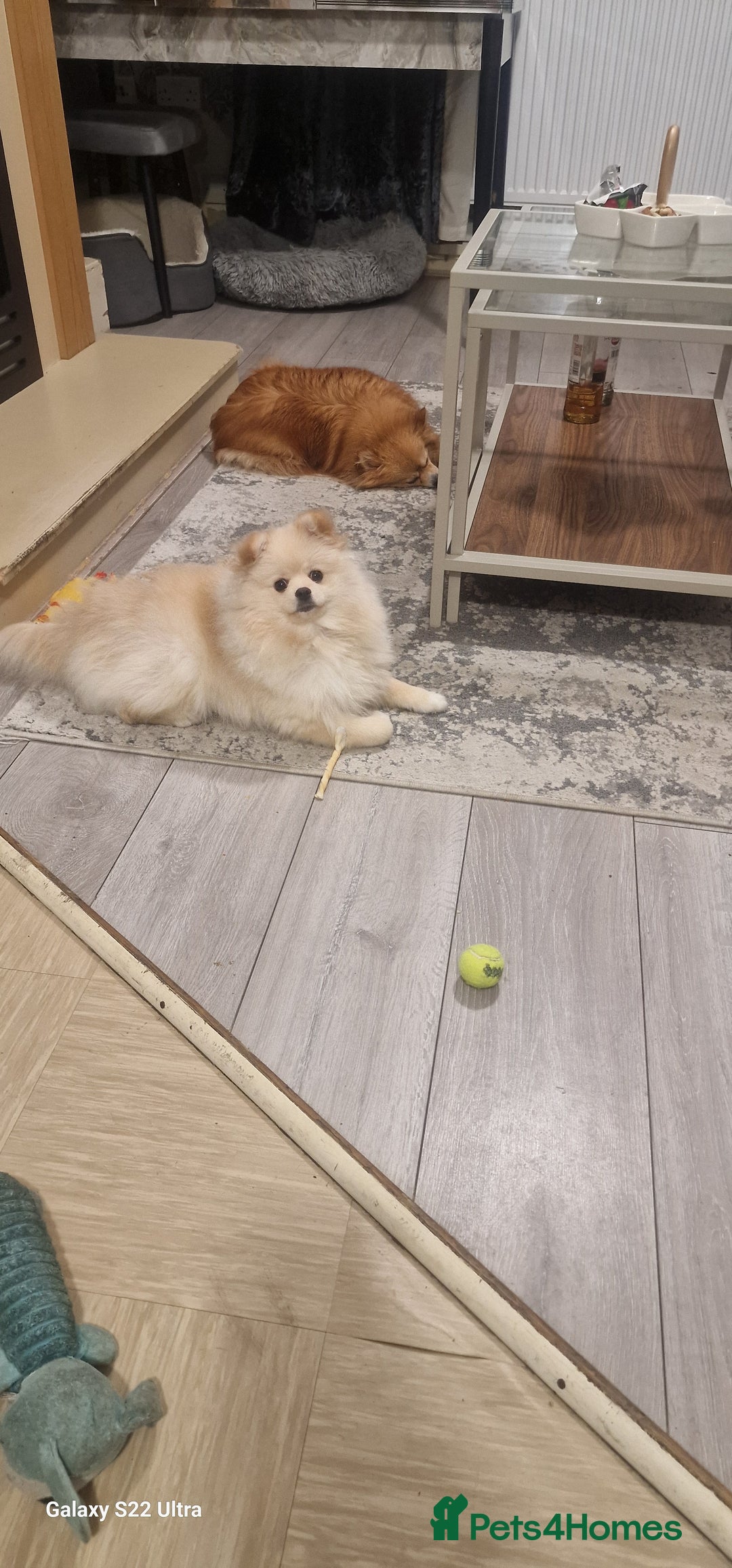 Pomeranian dogs for sale: pomerian  - Advert 2
