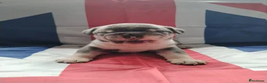 English Bulldog 3