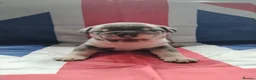 English Bulldog dogs for sale: KC REGISTERED BLUE TRI ENGLISH BULLDOGS FOR SALE - Advert 5