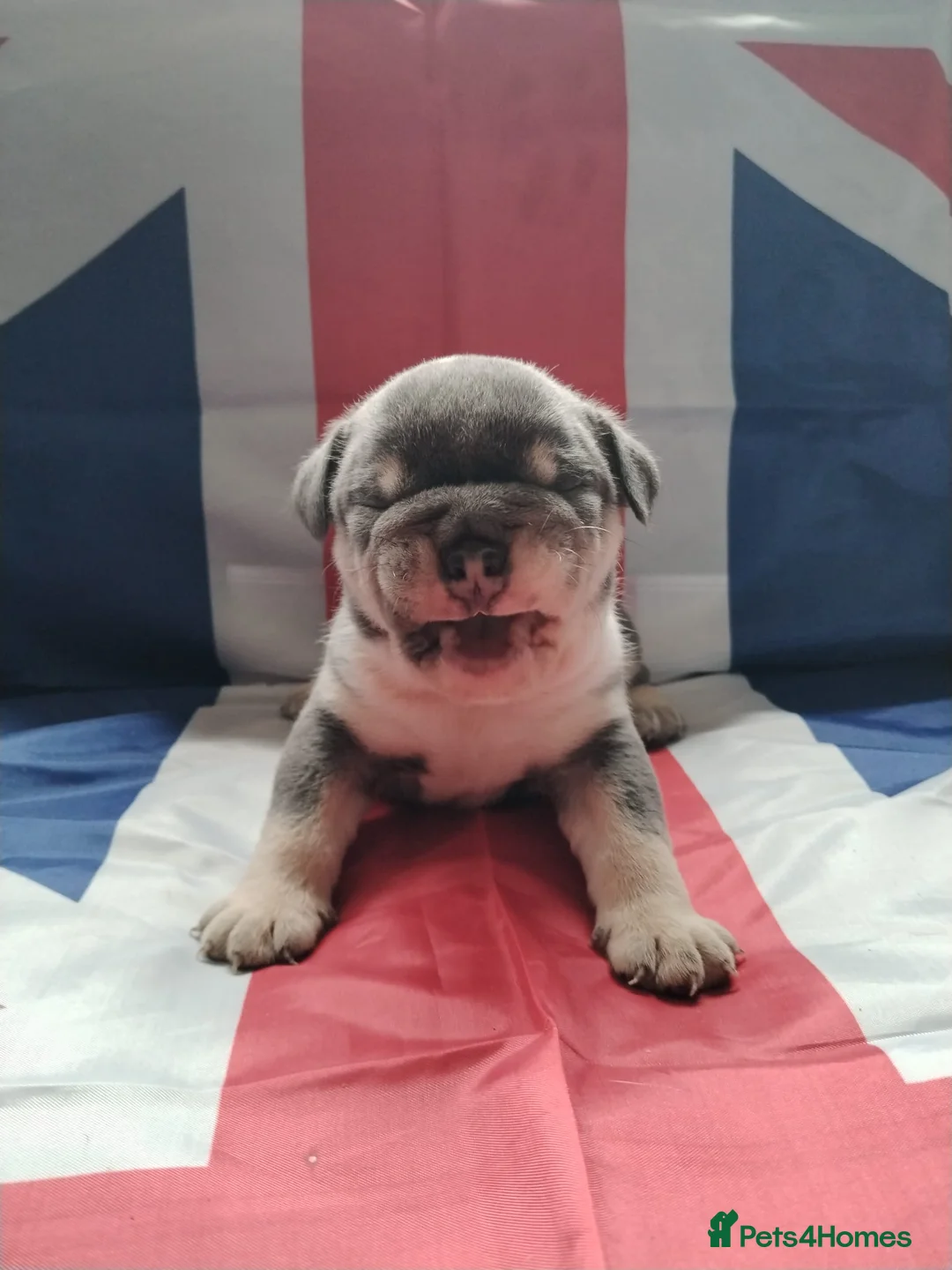 English Bulldog dogs for sale: READY TO LEAVE KC REG BLUE TRI ENGLISH BULLDOGS  - Advert 40