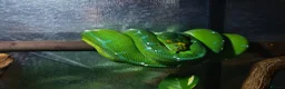 Python Snake reptiles for sale: Stunning Sorong green tree python with set up - Advert 1