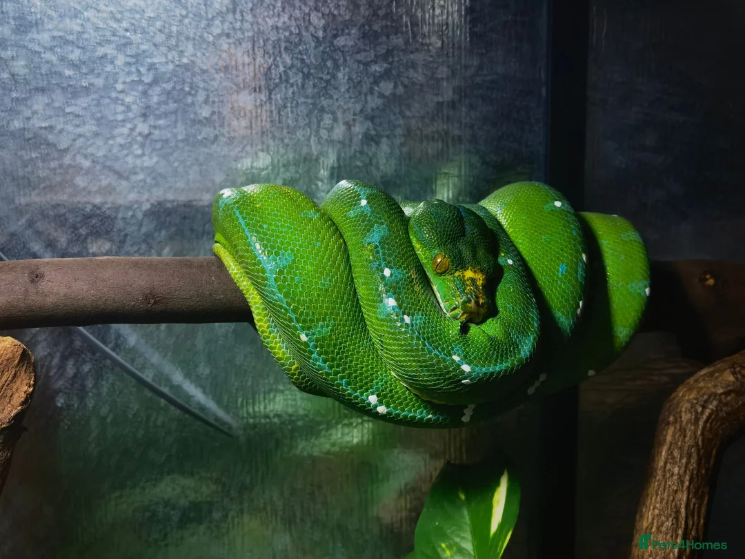 Python Snake reptiles for sale: Stunning Sorong green tree python with set up - Advert 1