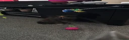 Mixed Breed cats for sale: Mixed breed long hair tortoise  - Advert 4