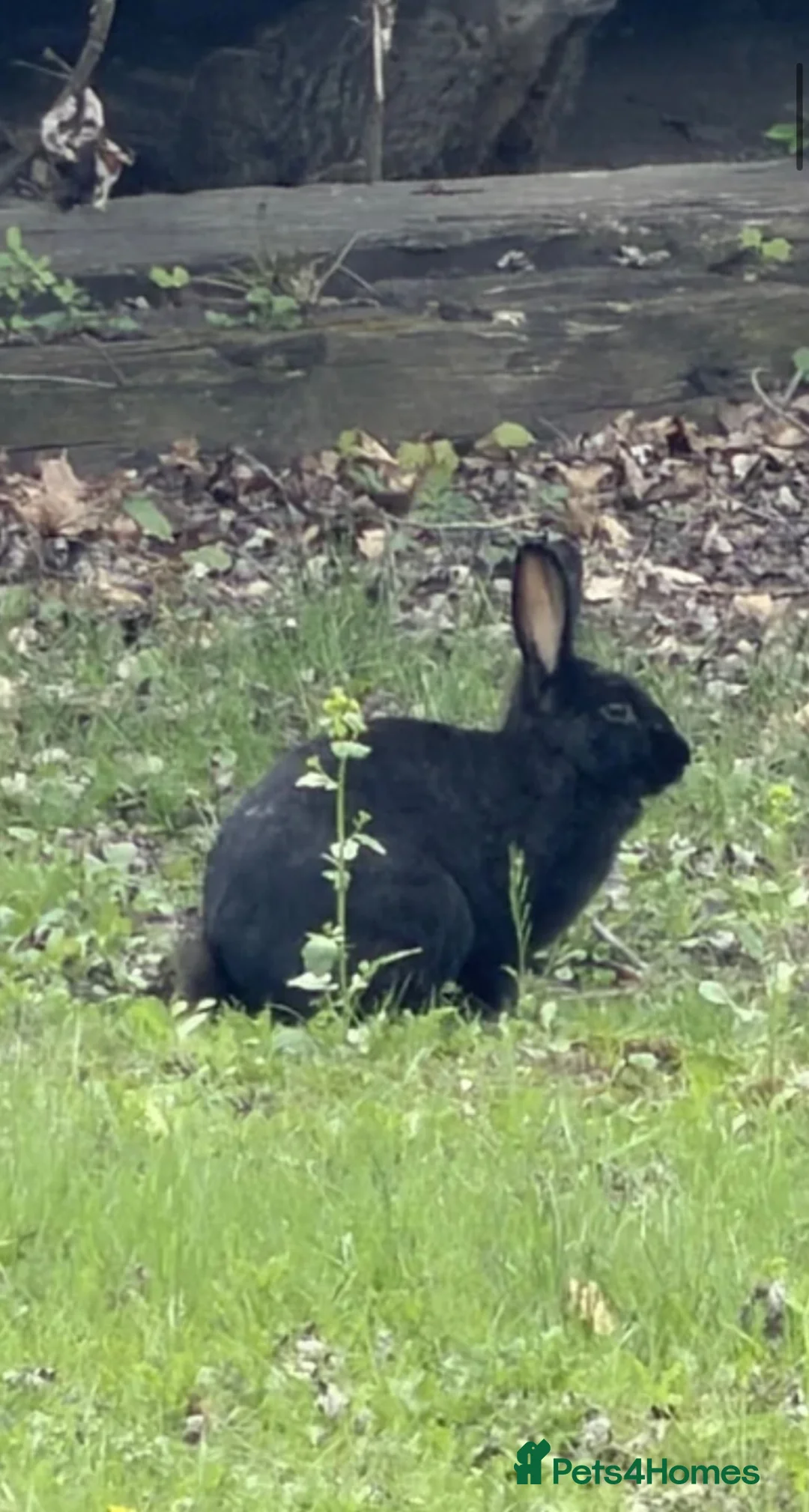 Rex rabbits for sale: LOVELY REX FULL BREED RABBIT  - Advert 2