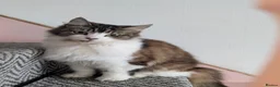 Mixed Breed cats for sale: Stevie is looking for a forever home - Advert 1