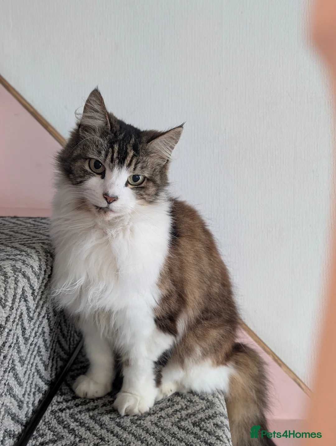 Mixed Breed cats for sale: Stevie is looking for a forever home - Advert 1
