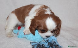 Cavalier King Charles Spaniel dogs for sale: Gorgeous Cavalier King Charles Spaniel puppies - Image 12