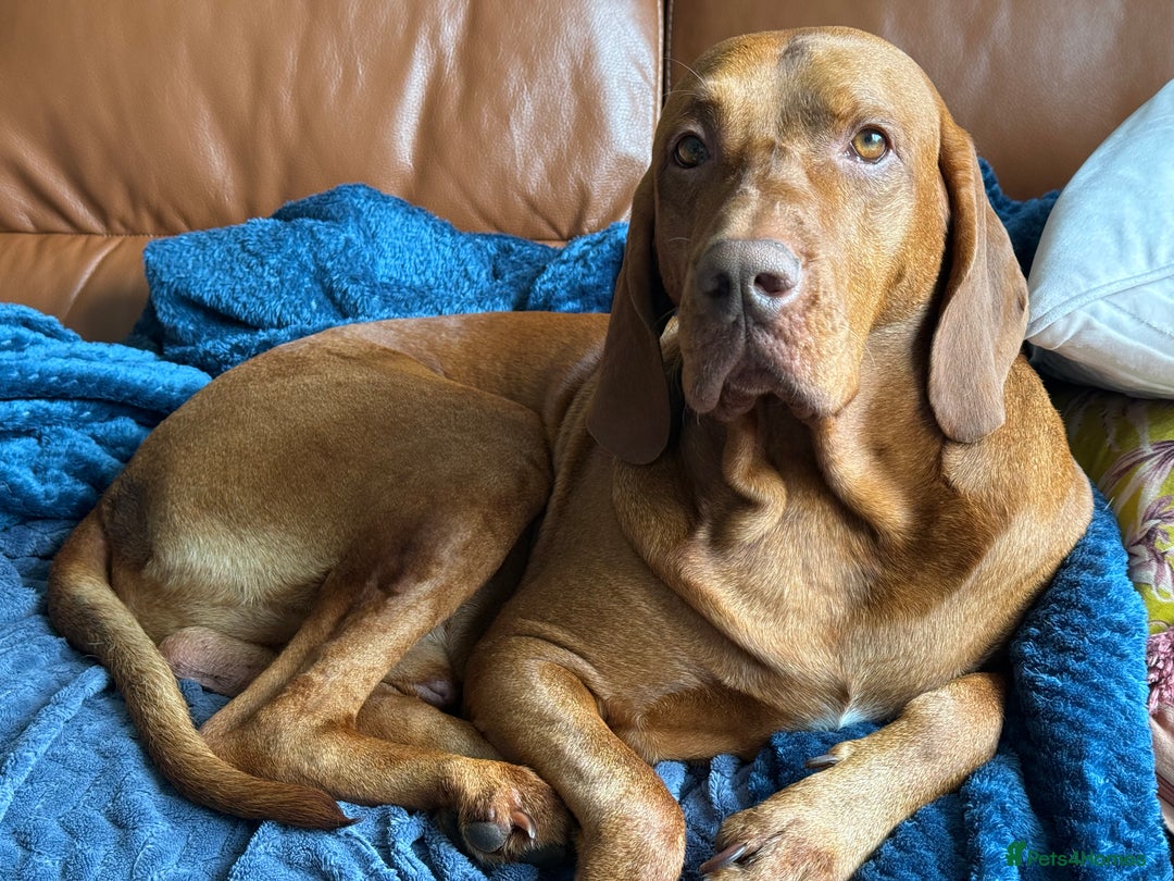 Hungarian Vizsla dogs for stud: KC Registered Hungarian Vizsla Stud - Advert 5