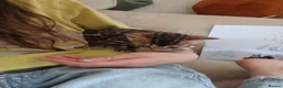 Bengal cats for sale: Family raised TICA Bengal kittens - Advert 12