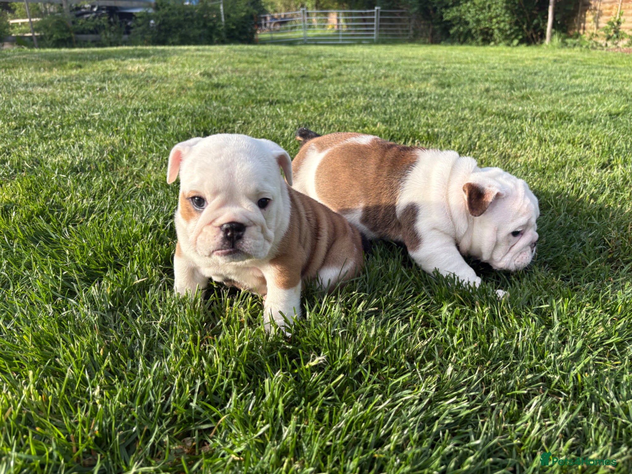 English Bulldog dogs for sale: 🐾KC reg Red & White English Bulldog 🐶 - Advert 9