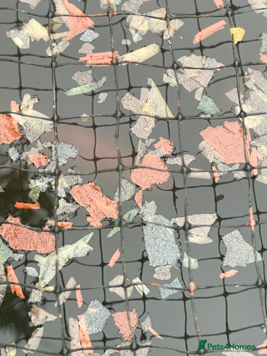 Goldfish fish for sale: Goldfish for sale  in Watford - Advert 2