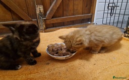 Mixed Breed cats for sale: Beautiful kittens - Image 4