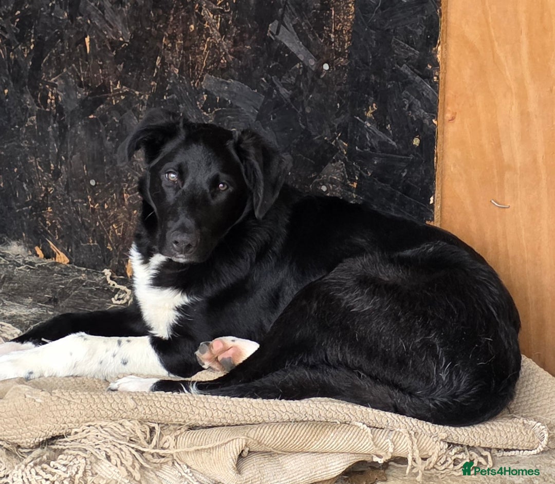 Border Collie dogs for sale: Lovely,  playful border collie - Advert 1