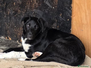 Border Collie dogs Lovely, playful border collie - Advert 17