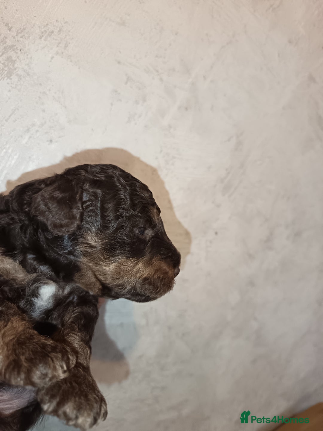 Labradoodle dogs for sale: Mini Labradoodles  - Image 14