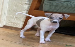 Italian Greyhound dogs for sale: Outstanding repeat mating litter  - Advert 9