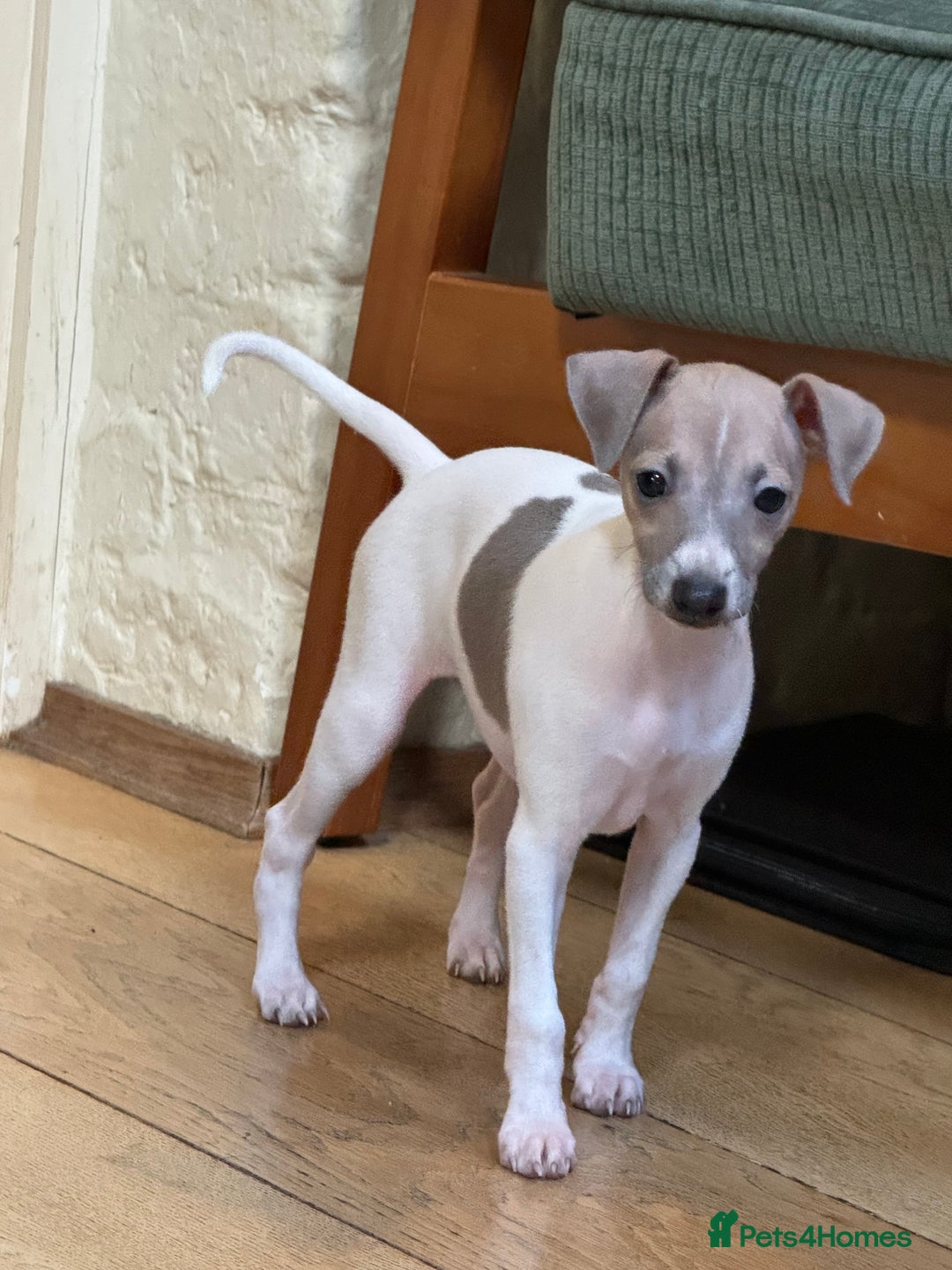 Italian Greyhound dogs for sale: Outstanding repeat mating litter  - Advert 9
