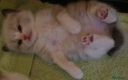 Ragdoll cats for sale: Four adorable ragdolls available  in Chatham - Image 6