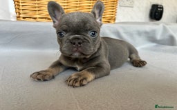 French Bulldog dogs for sale: *REDUCED* Fluffy Carrier French Bulldog - Image 5
