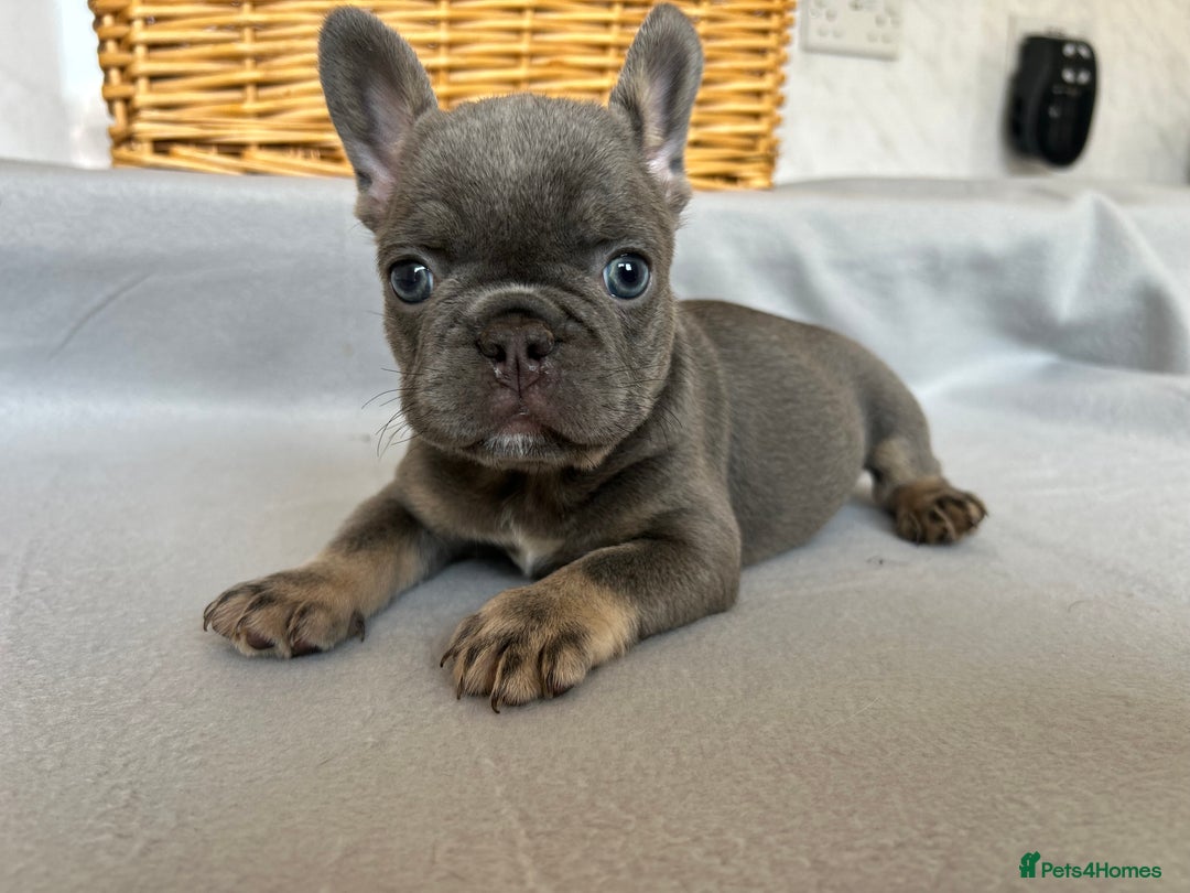 French Bulldog dogs for sale: *REDUCED* Fluffy Carrier French Bulldog - Image 5