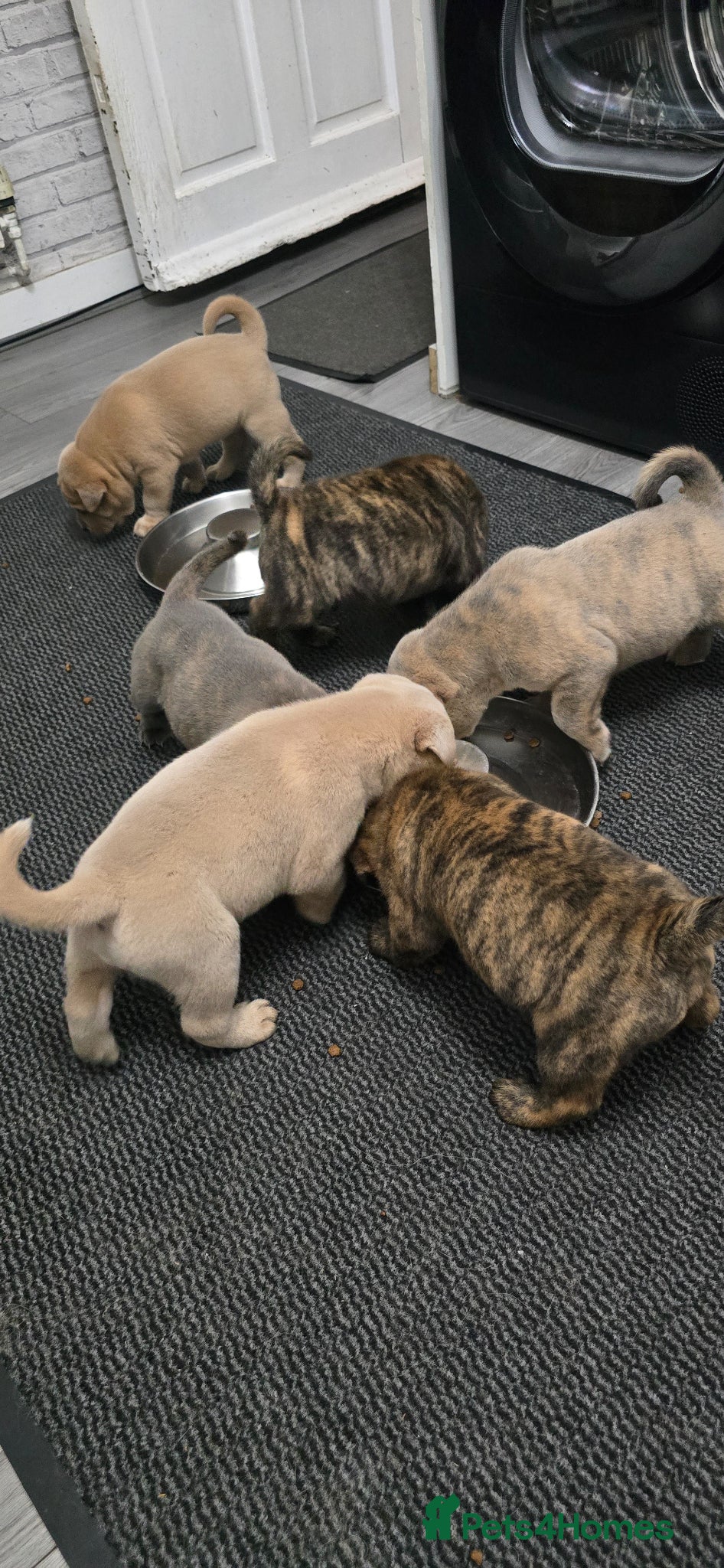 Mixed Breed dogs Chaffy babies - Advert 2