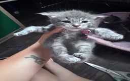 Maine Coon cats for sale: READY NOW Maine coon kittens  - Image 19