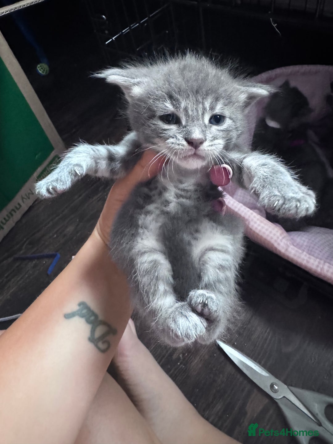 Maine Coon cats for sale: READY NOW Maine coon kittens  - Image 19