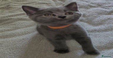 British Shorthair cats - Advert 1