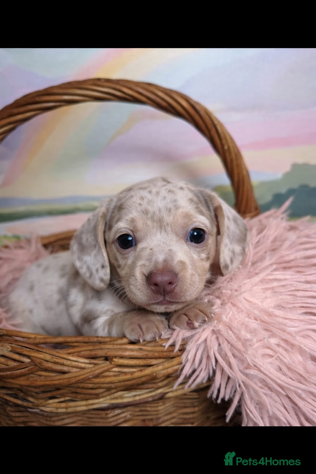 Miniature Dachshund dogs 🤍 Health Tested KC Miniature Dachshund Puppys 🤍 - Advert 13