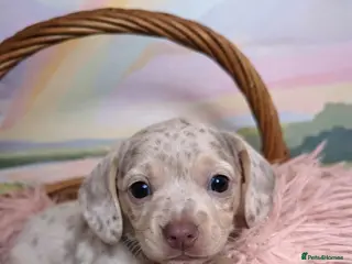 Miniature Dachshund dogs 🤍 Health Tested KC Miniature Dachshund Puppys 🤍 - Advert 13