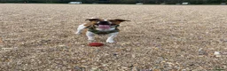 Jack Russell dogs for stud: Jack Russell stud available - Advert 5