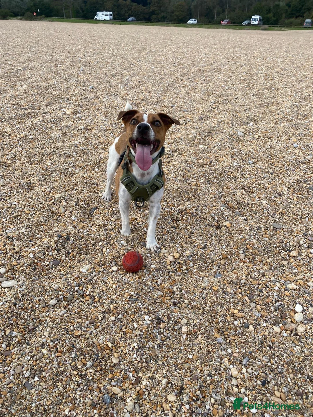 Jack Russell dogs for stud: Jack Russell stud available - Advert 5