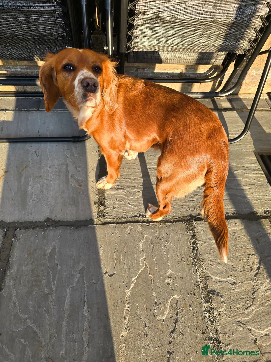 Cocker Spaniel dogs for sale: Cocker Spaniel  - Advert 2