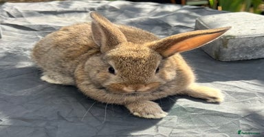 Mini Lop rabbits in Coalville - Advert 12
