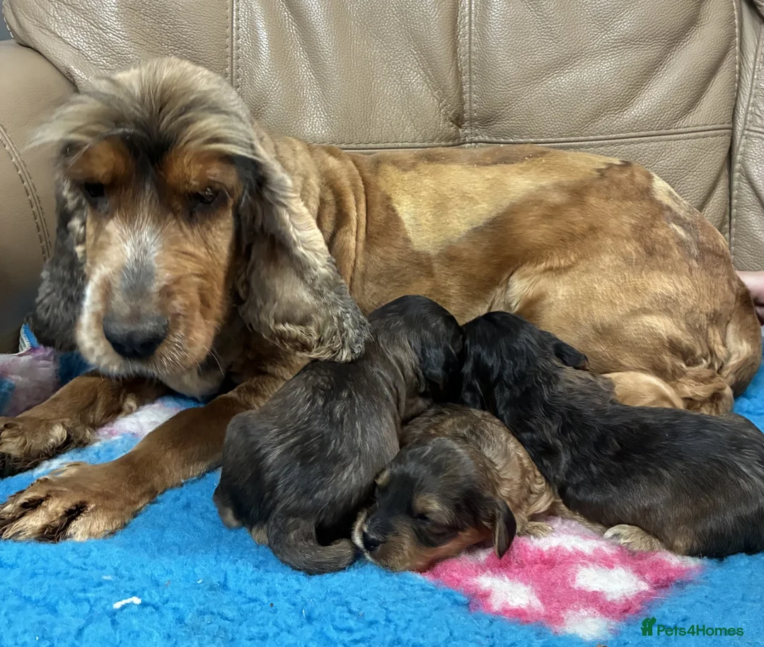 Cockapoo dogs for sale: 🌟 Superb F1 cockapoo puppies 🌟 - Advert 12