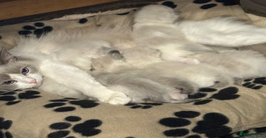 Ragdoll cats - Advert 12